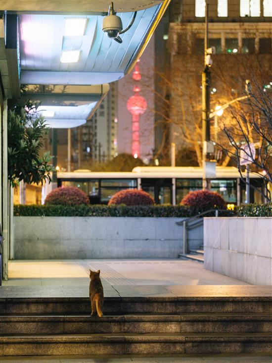 2020年3月，上海地铁人民广场站的一只猫。